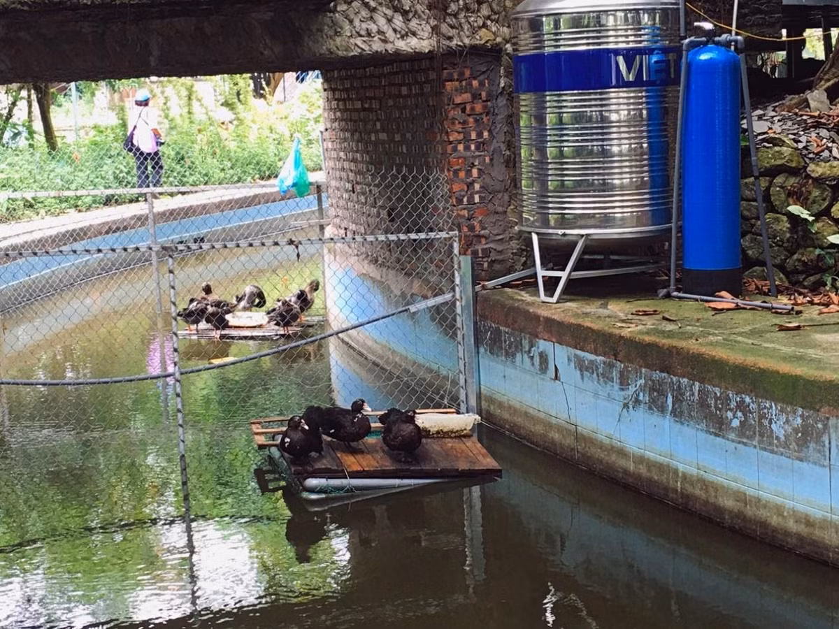 Một góc công viên thành nơi chăn nuôi gia cầm của một số hộ dân sinh sống trái phép trong khuôn viên. Ảnh: Việt Trinh.