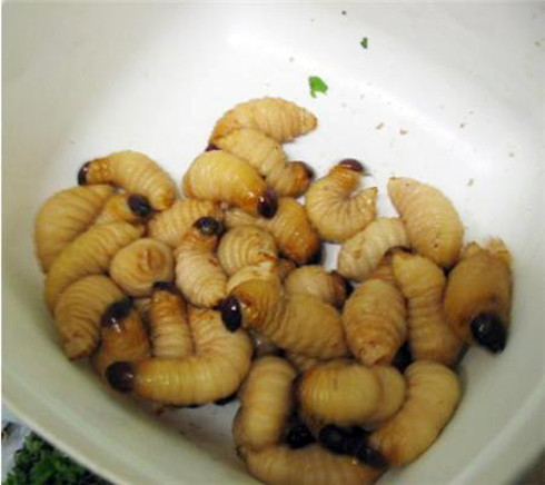 Còn ông Hội đồng Ngô Phong Điệu tại Bạc Liêu lại thích món đuông. Đuông là ấu trùng của con kiến dương, có hình con nhộng, dùng bơ chiên làm món nhậu rất hấp dẫn.