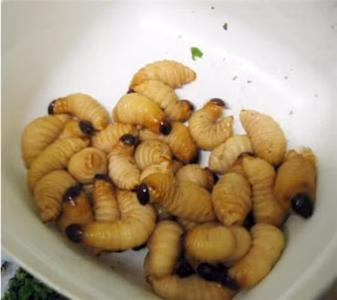 Còn ông Hội đồng Ngô Phong Điệu tại Bạc Liêu lại thích món đuông. Đuông là ấu trùng của con kiến dương, có hình con nhộng, dùng bơ chiên làm món nhậu rất hấp dẫn.