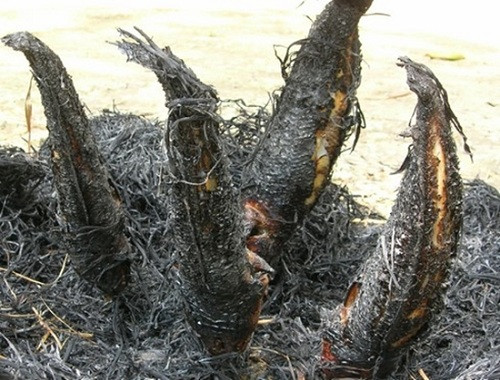 Một số chủ điền hưởng thụ đời sống cao hơn cả những ông tổng đốc, tuần phủ ngoài Bắc. Tới thăm nhà họ bất chợt, chỉ trong vòng một giờ, trên bàn đã có sẵn 5, 6 món ăn, món nào cũng ngon như tôm càng lớn, cá nướng trụi, cá vồ (loại nuôi bằng cám trong hồ), kho lạt, nấu canh chua.