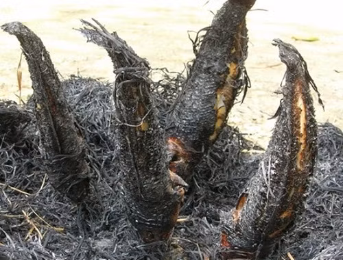 Một số chủ điền hưởng thụ đời sống cao hơn cả những ông tổng đốc, tuần phủ ngoài Bắc. Tới thăm nhà họ bất chợt, chỉ trong vòng một giờ, trên bàn đã có sẵn 5, 6 món ăn, món nào cũng ngon như tôm càng lớn, cá nướng trụi, cá vồ (loại nuôi bằng cám trong hồ), kho lạt, nấu canh chua.