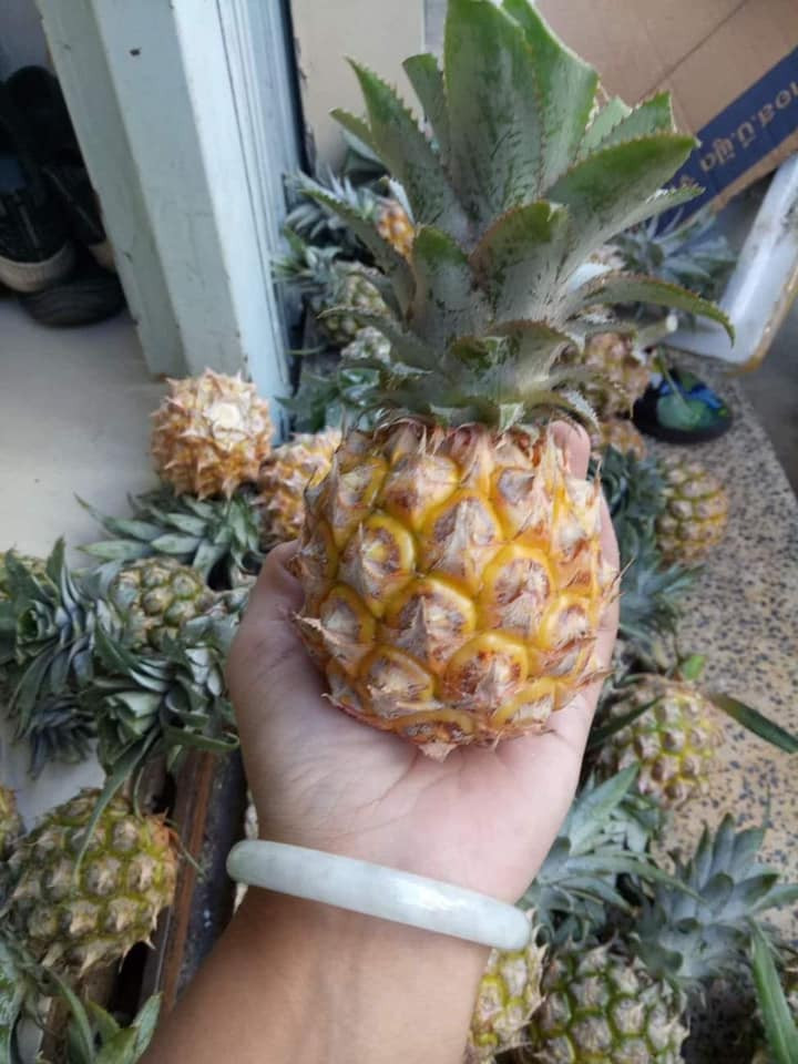 Kích thước siêu nhỏ, cầm thọt lỏm trong lòng bàn tay nhưng dứa mini Thái lại có giá đắt gấp 4 - 5 lần so với loại quả nội địa.