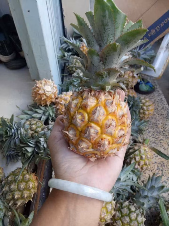 Kích thước siêu nhỏ, cầm thọt lỏm trong lòng bàn tay nhưng dứa mini Thái lại có giá đắt gấp 4 - 5 lần so với loại quả nội địa.