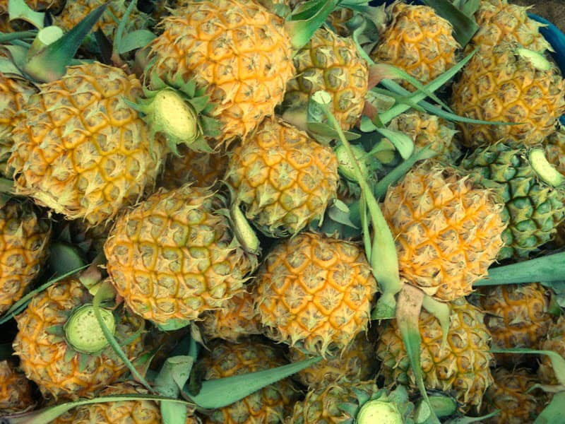 Theo chị Hoài, dứa mini Thái chỉ nhỏ bằng một quả táo song hương thơm lừng hấp dẫn, vị ngọt như thêm mật. Loại dứa này còn chứa nhiều vitamin như B1, B6, folate, chất xơ rất tốt cho sức khỏe.