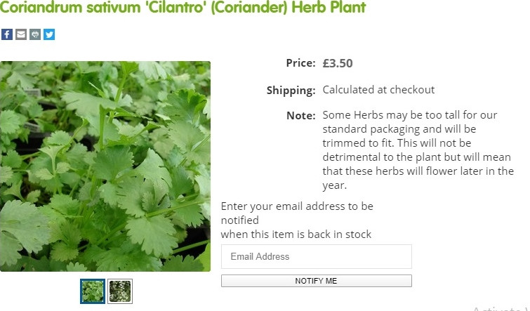 Không chỉ rau ăn thông thường, các loại rau gia vị Việt cũng có giá khá đắt ở nước ngoài. Một gói rau mùi trên trang Hooksgreenherbs giá 3,5 bảng Anh, tương đương hơn 10o.000 đồng. Ảnh chụp màn hình.