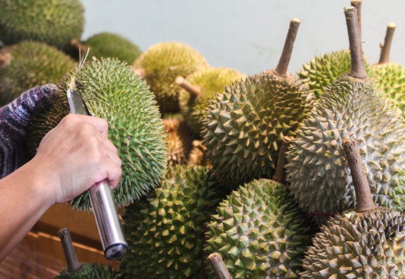 Ngược lại, những quả sầu riêng non thì sẽ rất mất sức mới có thể tách được múi.