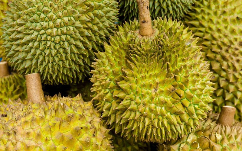 Về cuống sầu riêng, chọn quả có phần cuống xanh và cứng tự nhiên. Những quả cuống héo hoặc không có cuống thì đều đã cắt lâu.