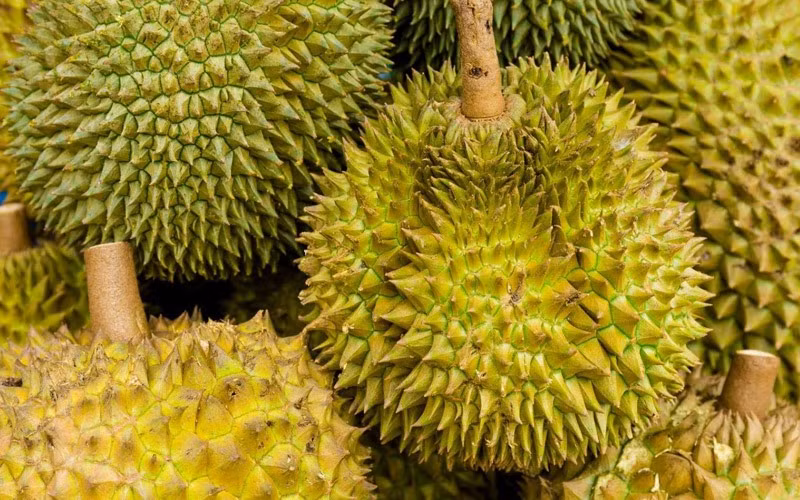 Về cuống sầu riêng, chọn quả có phần cuống xanh và cứng tự nhiên. Những quả cuống héo hoặc không có cuống thì đều đã cắt lâu.