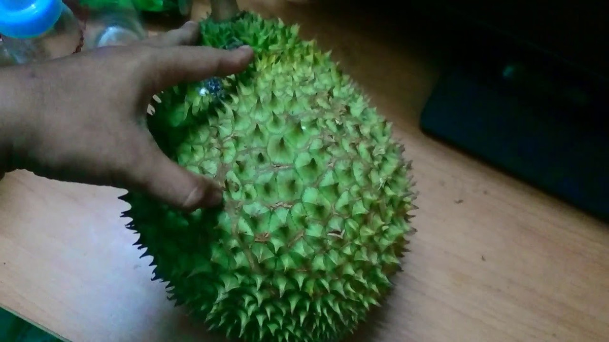 Muốn biết sầu riêng đã chín hay chưa, hãy dùng 2 ngón tay ép 2 gai sầu riêng, nếu thấy nghiêng vào nhau và có độ mềm là sầu đã chín. Nguồn ảnh: Internet Video: Xôn xao sầu riêng giá rẻ ăn quả trả hạt. Nguồn: VTC Now