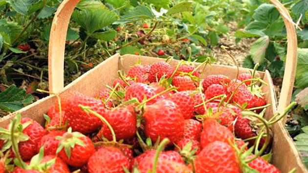 Về thời gian bảo quản, dâu tây Đà Lạt gốc thường không sử dụng loại thuốc bảo quản nào, chỉ dùng trong 2,3 ngày ở nhiệt độ 15 độ C. Còn nắng hanh thì một ngày dâu đã héo cuống và thâm. Ảnh: DulichDalat