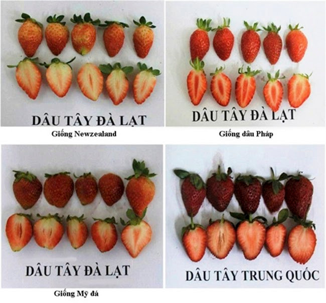 Thêm nữa, dâu tây Đà Lạt mềm, vỏ không nhẵn và mịn còn dâu của Trung Quốc quả có độ cứng nhất định, vỏ mịn hơn. Ảnh: Internet.