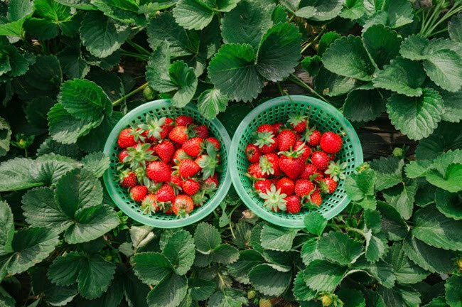 Trong khi đó thì dâu Trung Quốc để ở điều kiện bình thường (25 – 32 độ) thì 7 – 10 ngày vẫn còn tươi. Ảnh: Internet.