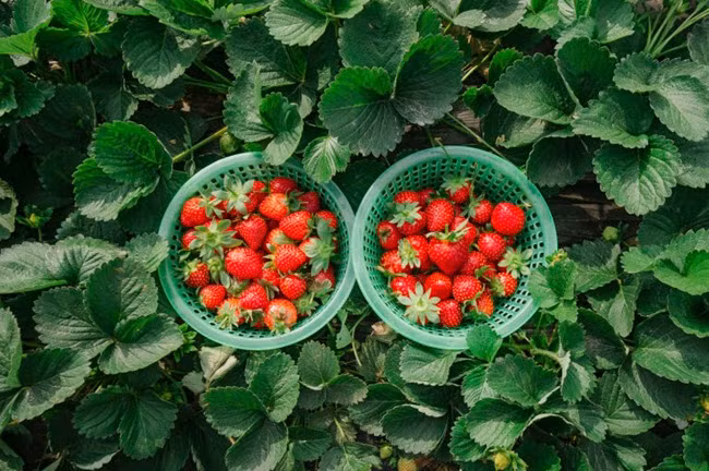 Trong khi đó thì dâu Trung Quốc để ở điều kiện bình thường (25 – 32 độ) thì 7 – 10 ngày vẫn còn tươi. Ảnh: Internet.