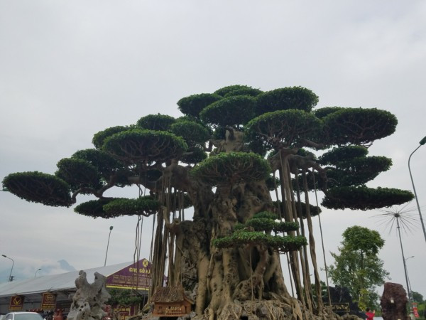 Siêu cây dát vàng này có tuổi đời trên 60 năm, cao 3,8m, tán lá rộng 2,7m, có tổng số 39 tán lớn nhỏ, được tạo hình rất công phu, tỉ mỉ. Ảnh: Dân Việt.