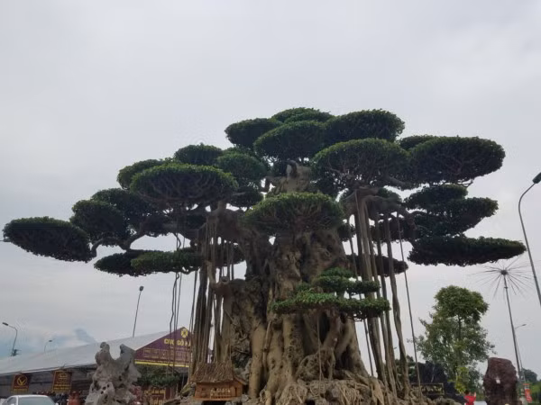 Siêu cây dát vàng này có tuổi đời trên 60 năm, cao 3,8m, tán lá rộng 2,7m, có tổng số 39 tán lớn nhỏ, được tạo hình rất công phu, tỉ mỉ. Ảnh: Dân Việt.