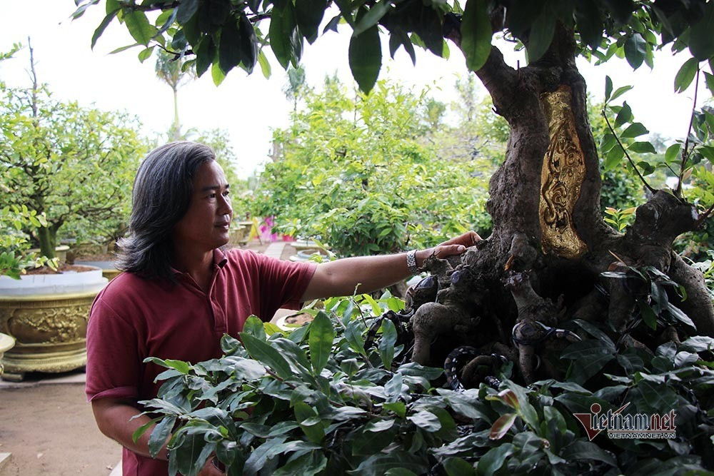 Chiều cao của cây mai dát vàng tính từ mặt rễ lên là 2m, bề hoành 1m, nếu cả đế cây mai khoảng 3m. Ảnh: Vietnamnet.