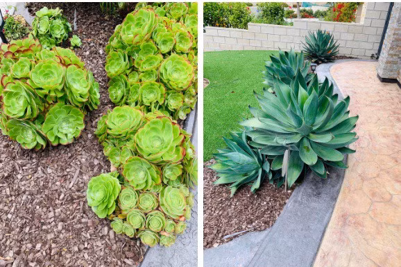 Sen đá được trồng dọc lối đi. Nguồn ảnh: FBNV.