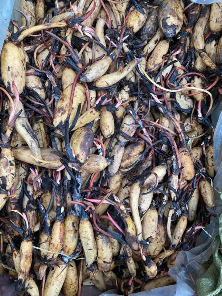 Anh Tuân (Hà Đông, Hà Nội) cũng đang phát sốt với sen nghìn cánh mới lạ này. Anh đang tìm hiểu cách trồng và chăm sóc để mua củ giống sen về trồng. Ảnh: Facebook.