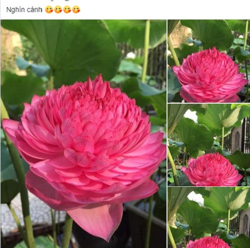 Thời gian gần đây, trên thị trường nhiều tiểu thương rao bán rầm rộ loại sen nghìn cánh khá độc đáo. Ảnh chụp màn hình.