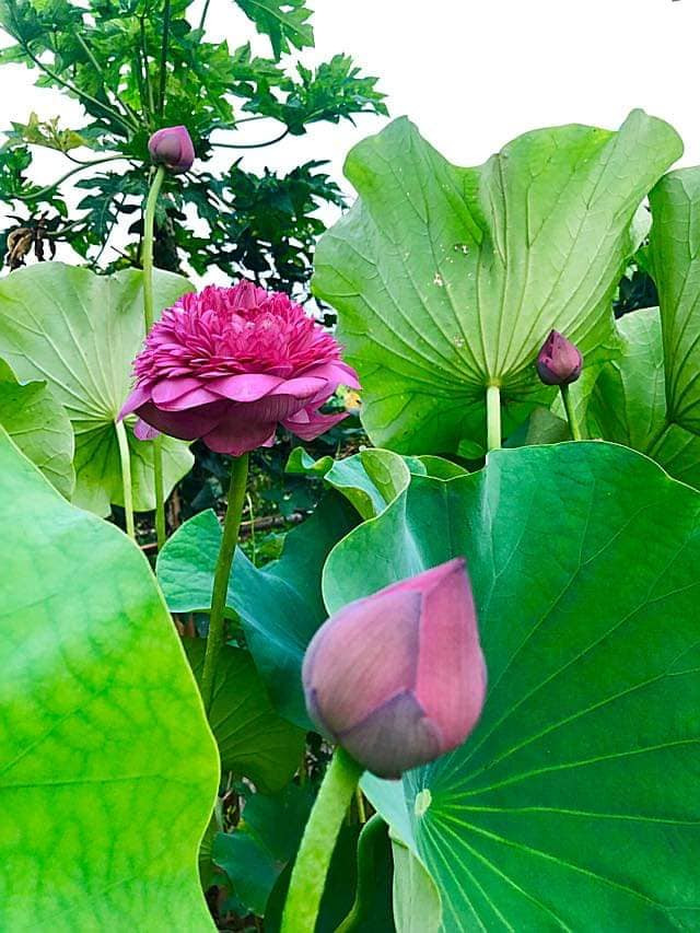 Đặc biệt, giống sen nghìn cánh này nở to đẹp nên rất thích hợp cho những người yêu cây cảnh trồng ở sân thượng, ban công, sân, ao quanh nhà. Ảnh: Facebook.