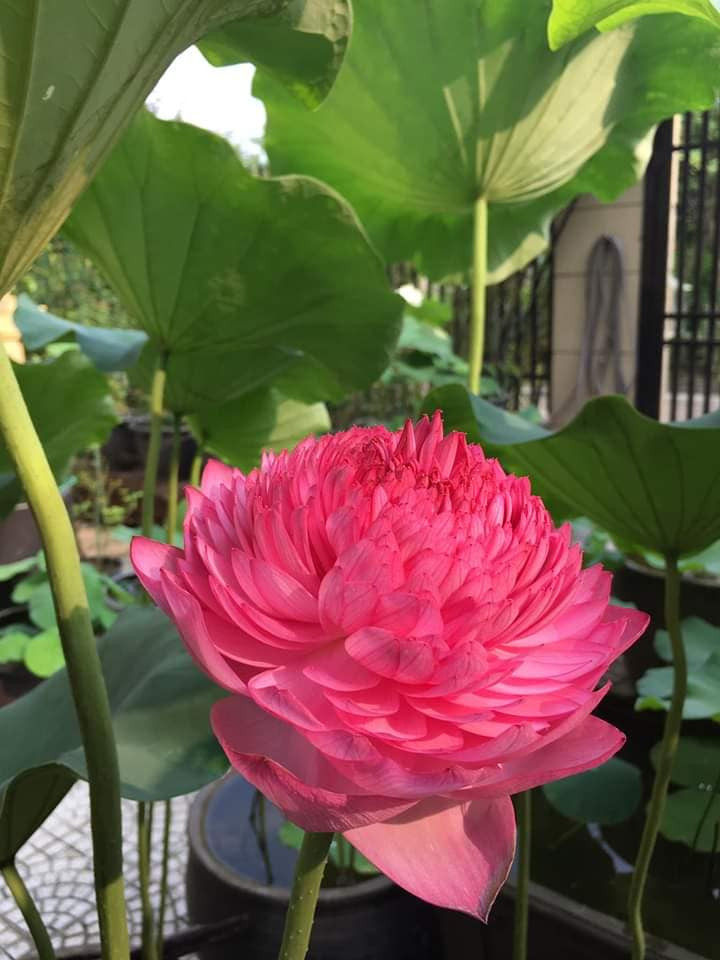 Theo người bán, đây là giống sen ngoại. Do số lượng cánh từ 800-1.000 cánh hoa/bông nên người ta gọi là sen nghìn cánh (hay sen ngàn lớp). Ảnh: Facebook.