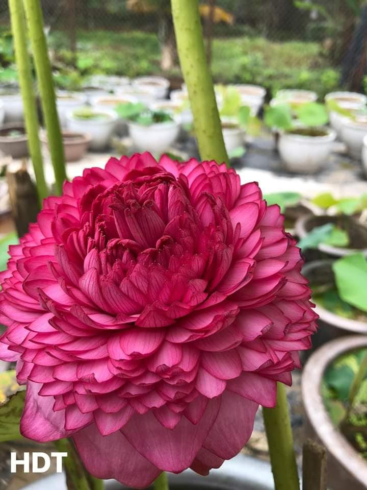 Trong khi đó, củ giống sen nghìn cánh giá từ 300.000 - 500.000 đồng/củ. Ảnh: Facebook.