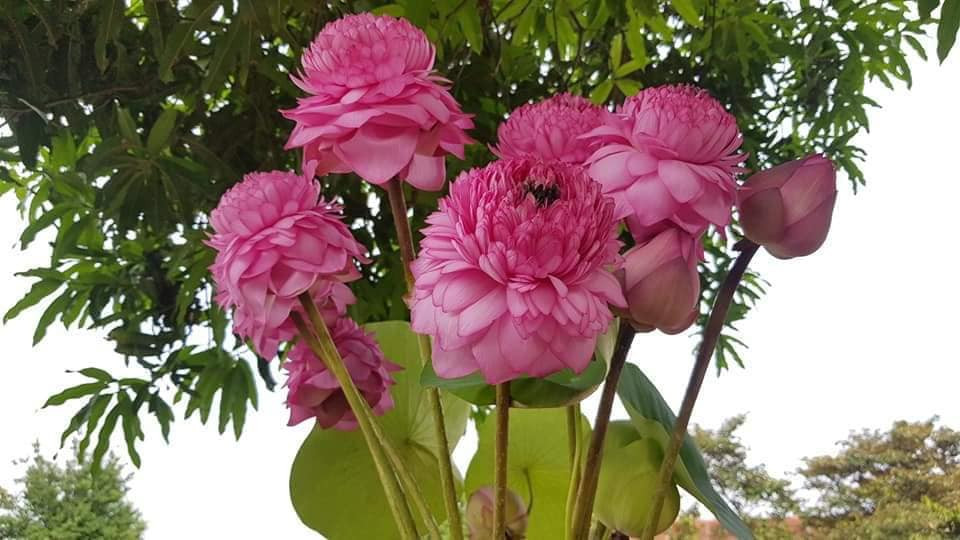 Trong khi đó, chị Lan (Ba Đình, Hà Nội) không ngại chi tiền triệu để mua hai chậu sen nghìn cánh về trồng trên sân thượng. Ảnh: Facebook.