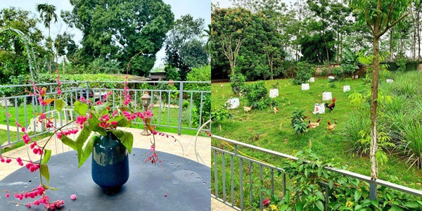 Trong khi đó, Shark Hưng có cuộc sống gần gũi thiên nhiên khi trong nhà có sân vườn rộng rãi, thoải mái trồng rau, nuôi gà.