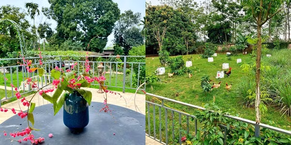 Trong khi đó, Shark Hưng có cuộc sống gần gũi thiên nhiên khi trong nhà có sân vườn rộng rãi, thoải mái trồng rau, nuôi gà.