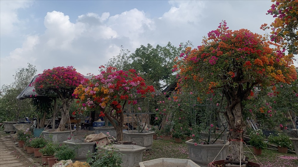 Hoa giấy ngũ sắc ghép từ loài hoa giấy Thái Lan có giá từ 30 - 150 triệu đồng, tùy thuộc vào tuổi đời của cây. Hoa này có màu đa dạng, bền màu và có thời gian nở dài hơn hoa giấy Việt. Ảnh: Vietnamnet.