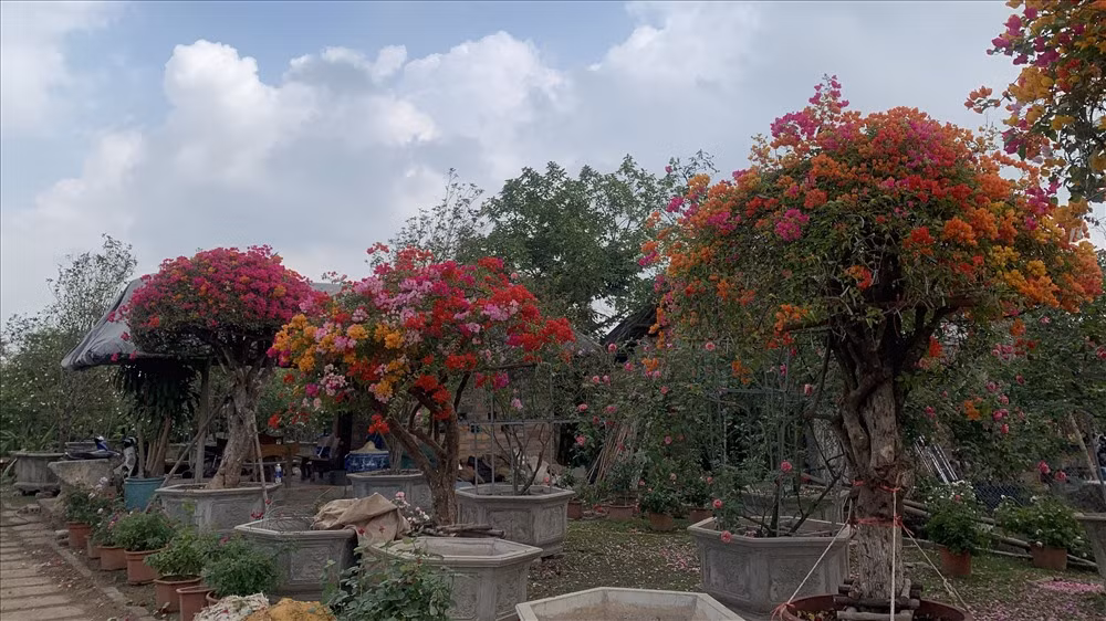 Hoa giấy ngũ sắc ghép từ loài hoa giấy Thái Lan có giá từ 30 - 150 triệu đồng, tùy thuộc vào tuổi đời của cây. Hoa này có màu đa dạng, bền màu và có thời gian nở dài hơn hoa giấy Việt. Ảnh: Vietnamnet.