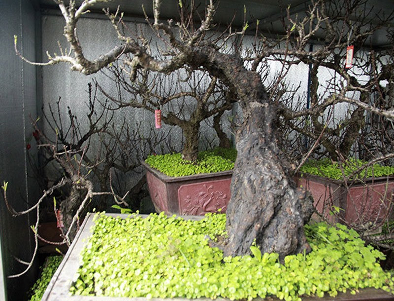 Những cây cổ thụ, thế đặc biệt giá lên tới cả trăm triệu đồng. Ảnh: Lao động.