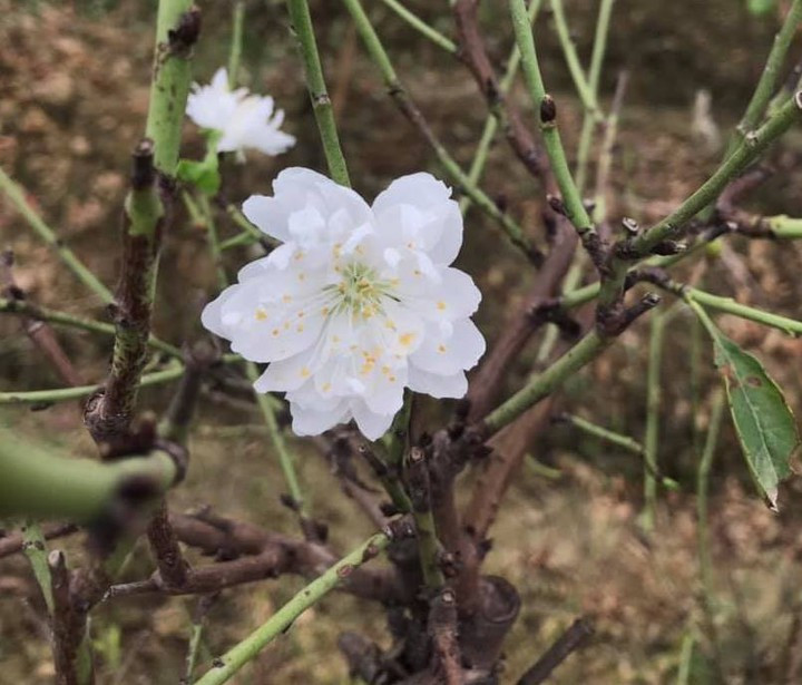 Không chỉ đào thất thốn, bạch đào cũng được giới nhà giàu săn lùng dù giá trị cao gấp 10 lần đào thường. Ưu điểm của bạch đào là hương thơm thoang thoảng, cánh hoa lâu tàn. Ảnh: Vietnamnet.
