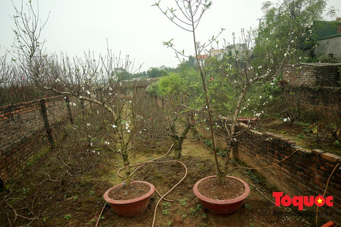 Các cành bạch đào nhỏ, ít hoa có giá từ 500.000 - 1.000.000 đồng. Trong khi đó, gốc bạch đào cỡ nhỏ có giá lên tới vài chục triệu đồng. Ảnh: Tổ quốc.