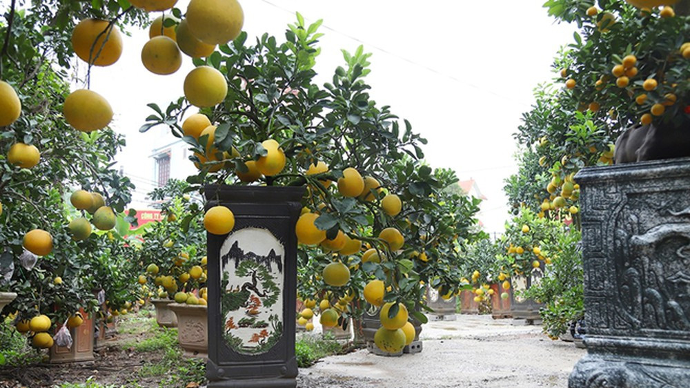 Mỗi chậu bưởi cảnh dao động từ 3-20 triệu đồng, thậm chí có những cây bưởi bonsai cổ thụ giá lên đến 80 triệu đồng. Ảnh: Cand.