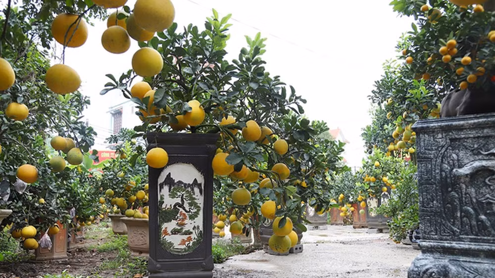 Mỗi chậu bưởi cảnh dao động từ 3-20 triệu đồng, thậm chí có những cây bưởi bonsai cổ thụ giá lên đến 80 triệu đồng. Ảnh: Cand.