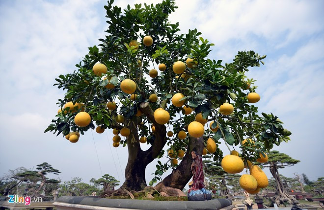 Bưởi bonsai nổi bật nhờ dáng cây uốn lượn đẹp mắt, quả sai trĩu cành. Ảnh: Zing.