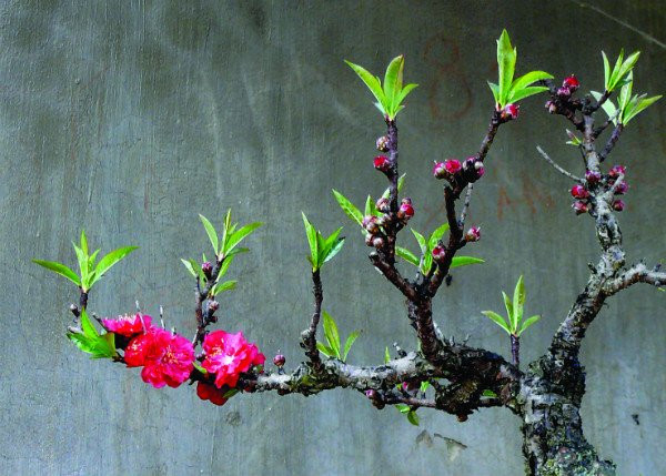 Do màu hoa đẹp, giống đào quý và hiếm nên một cây đào thất thốn chớm nụ vào đúng dịp Tết có giá trung bình từ 10 đến 30 triệu đồng. Ảnh: Baotainguyenmoitruong.