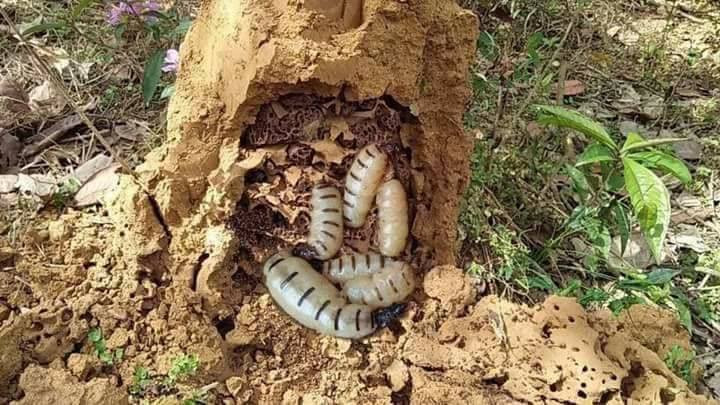 Thêm nữa, mối chúa thường không có nhiều mỗi người đi đào chỉ được chừng 15-20 con/ngày nên hầu như ai mua phải đặt trước cả tuần, thậm chí cả tháng. Bởi thế, giá mối chúa hàng ngày càng đắt. Ảnh: Vietnamnet.