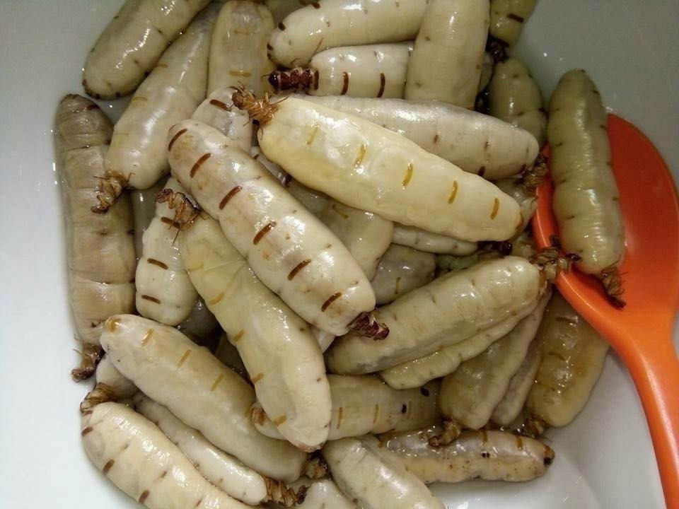 "Ngã ngửa" giá món ăn tẩm bổ của nhà giàu Việt Được ví như một loại "thần dược" có tác dụng tăng cường sinh lực, cung cấp nhiều dưỡng chất cho sức khoẻ, mối chúa rừng ngâm rượu trở nên quý như vàng, là đặc sản được dân Hà Thành săn lùng với giá chục triệu/kg. Ảnh: Vietnamnet.