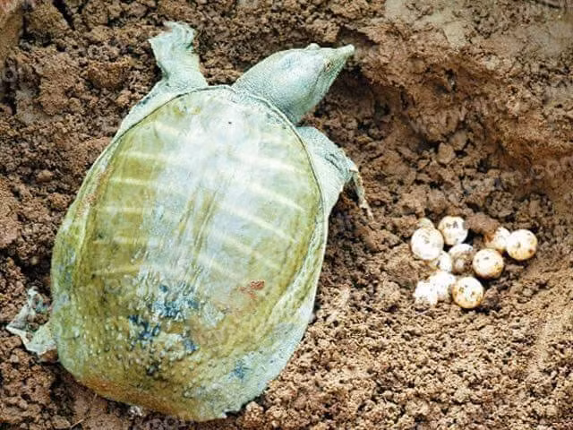 Khách ăn ít thường mua 50 quả, khách ăn nhiều mua tới 200-300 quả/lần. Ảnh: Vietnamnet.