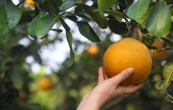 Nhin trung diem nay, dam bao chon duoc qua buoi Dien chuan “xin”, vi ngot lim