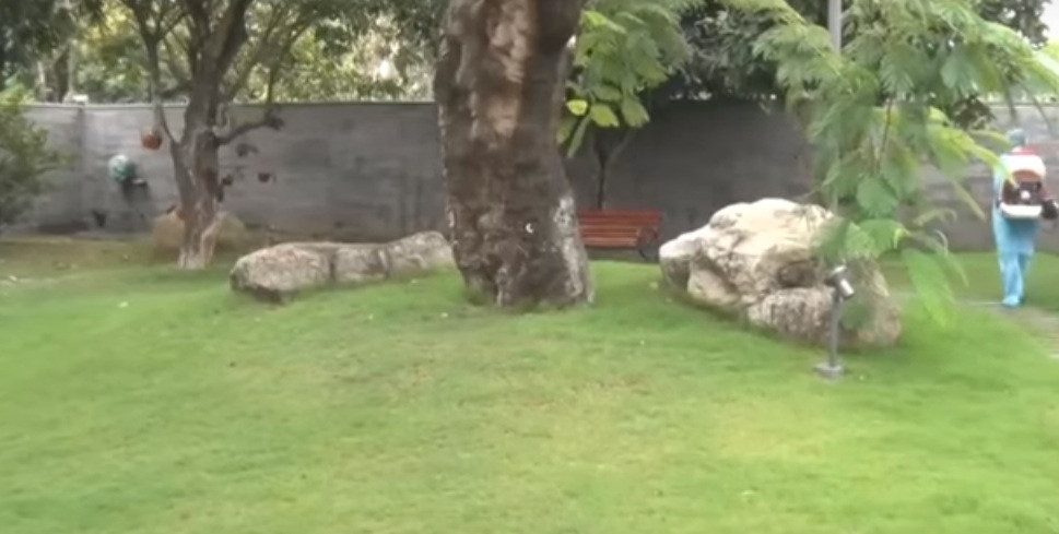 Trong vườn có nhiều cây lớn và bố trí ghế ngồi thư giãn. Ảnh: Thanh niên.