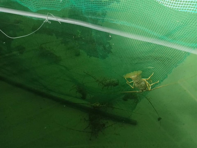 Sở dĩ có giá cao tới cả triệu đồng như vậy là bới quy trình nuôi và chăm sóc khá cầu kỳ. Riêng chi phí thức ăn khoảng 300.000-400.000 đ/kg tôm (tùy cỡ tôm). Ảnh: Nông nghiệp.