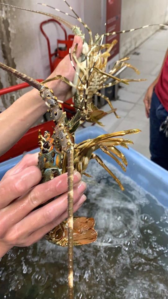 Trước đây, tôm hùm baby loại 3-4 con/kg thường có giá tới 1,2 triệu đồng. Ảnh: Facebook.