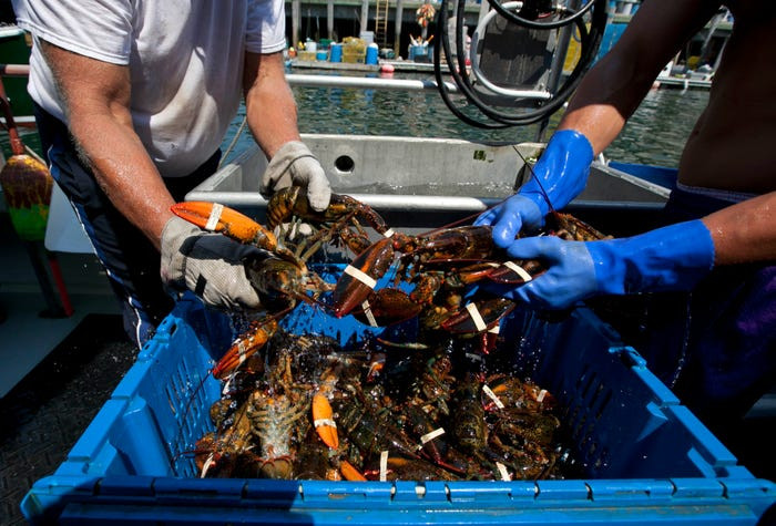 Họ sẽ phải thả lại tôm hùm xuống biển nếu chúng quá lớn, quá bé hoặc đang mang trứng. Chỉ những con tôm đủ tiêu chuẩn mới được buộc càng lại, thả trong nước lạnh rồi đưa vào bờ. Ảnh: AP.