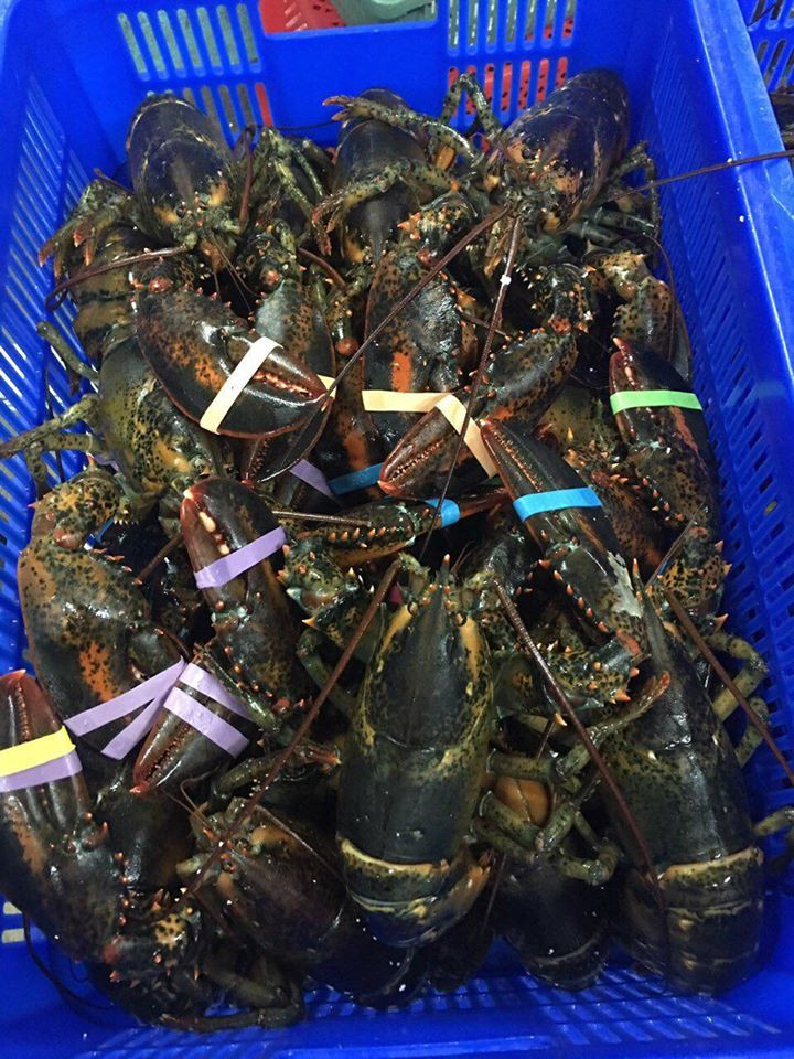 Không chỉ tôm hùm trong nước, tôm hùm Alaska nhập khẩu cũng giảm giá sâu từ 1,3 - 1,5 triệu đồng/kg xuống còn 990.000 đồng/kg. Ảnh: Facebook.