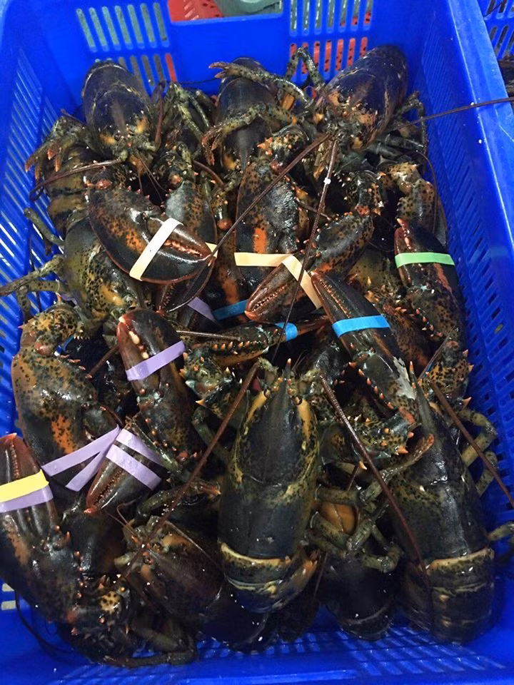 Không chỉ tôm hùm trong nước, tôm hùm Alaska nhập khẩu cũng giảm giá sâu từ 1,3 - 1,5 triệu đồng/kg xuống còn 990.000 đồng/kg. Ảnh: Facebook.