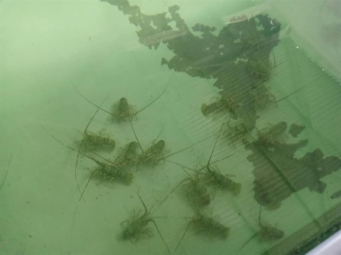 Tôm hùm baby được nuôi nhiều tại Khánh Hòa. Đây được xem là ngành kinh tế mũi nhọn mang lại nguồn thu nhập lớn chó người dân địa phương. Ảnh: Nông nghiệp.