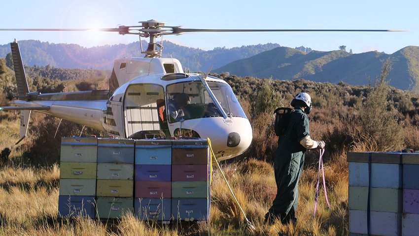 Chưa hết, nếu gặp thời tiết gió, mưa, người nuôi ong ở đây còn chịu cảnh trắng tay dẫn đến họ phải mở rộng diện tích khai thác, thậm chí đôi lúc phải sử dụng cả máy bay trực thăng để thu hoạch.